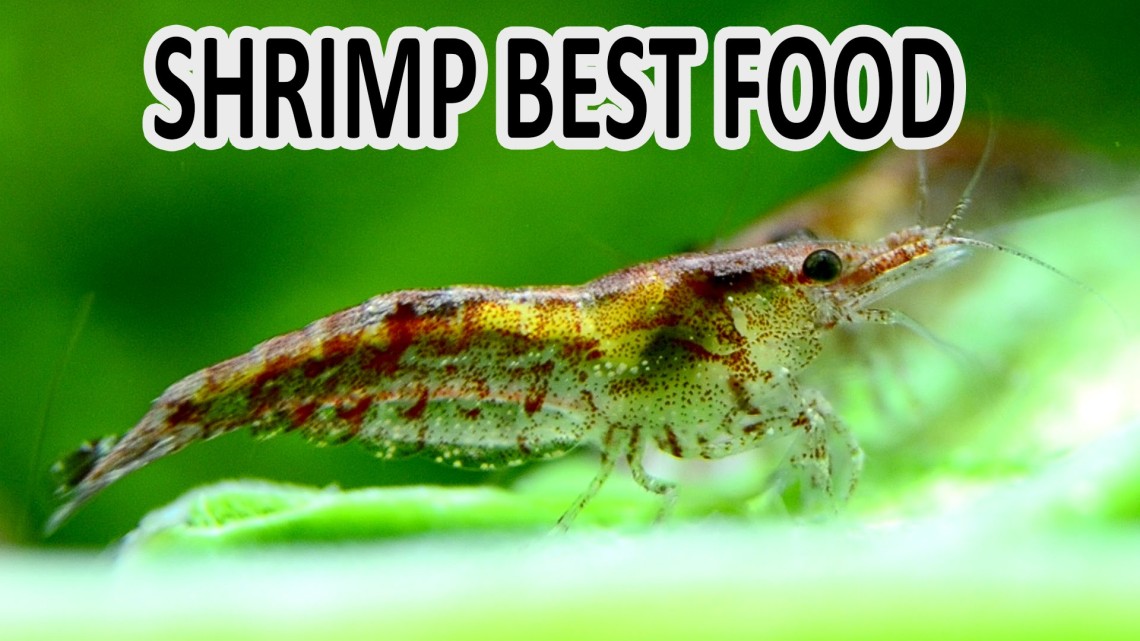 freshwater shrimp feeding vegetables spinach